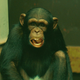Illustration for article titled iBig Time In Hollywood, FL/i: “Monkey Largo”